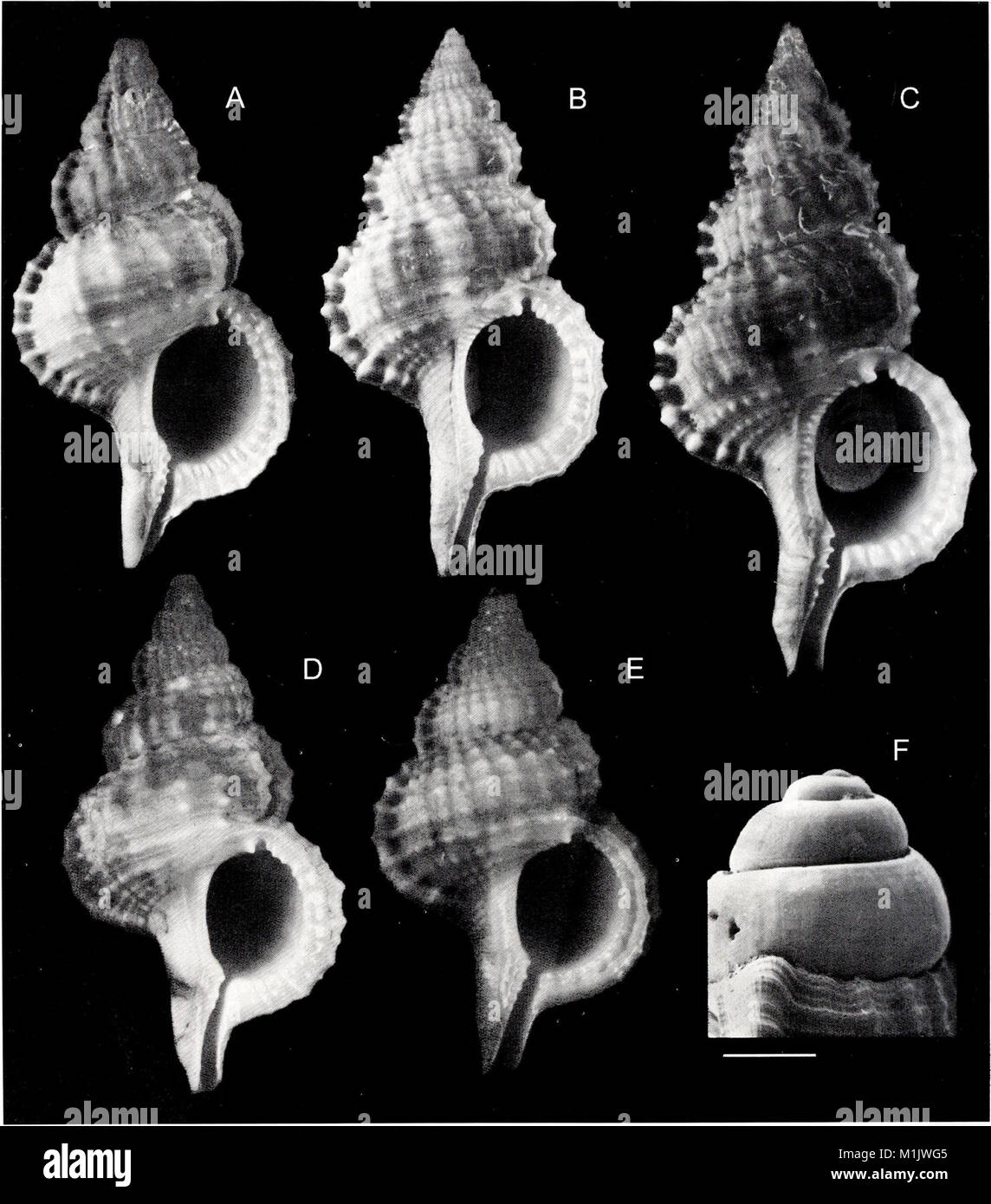 The 2001 issue of the American Malacological Bulletin presents research ...