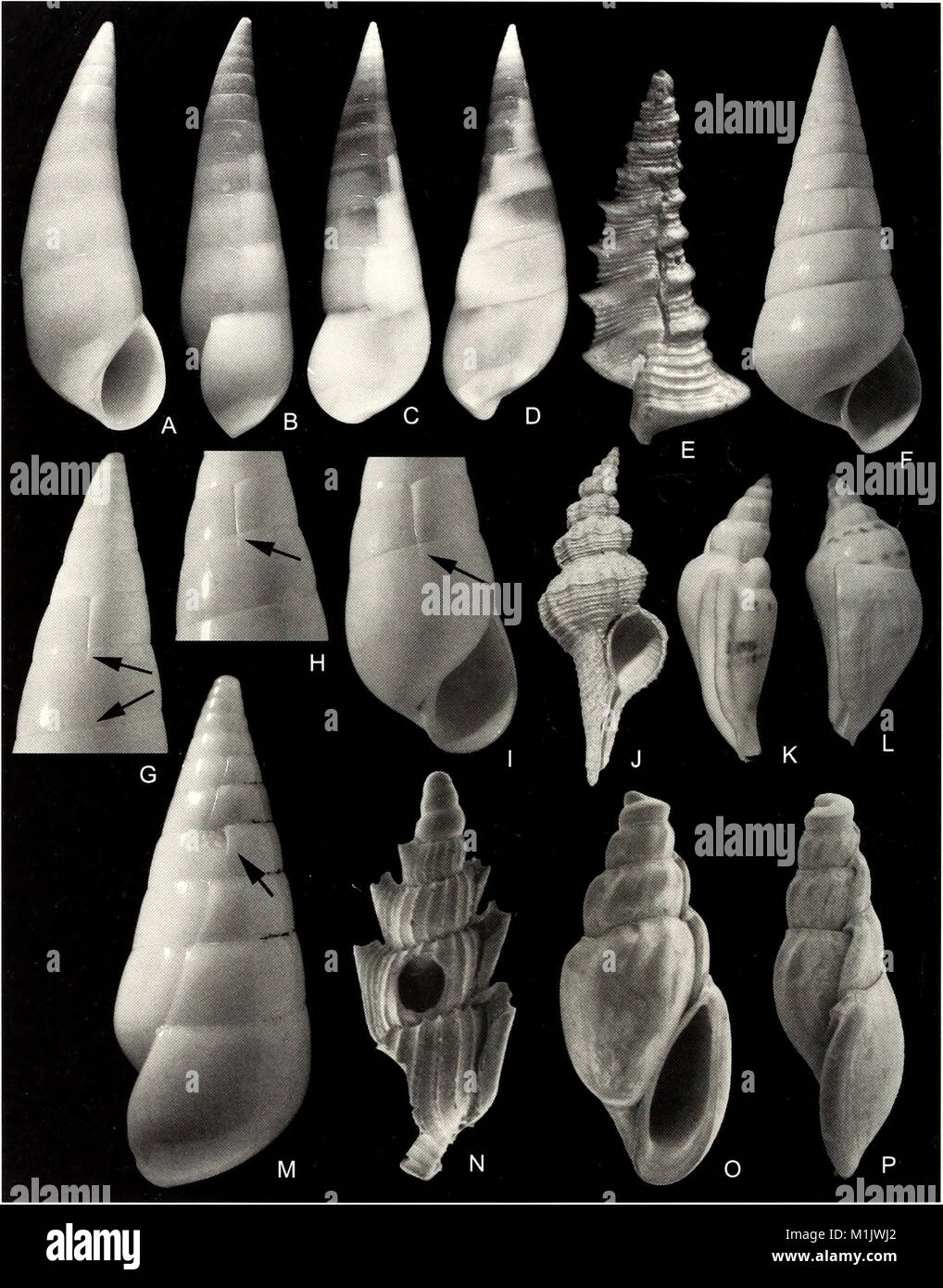 The *American Malacological Bulletin* (2001) is a scientific ...
