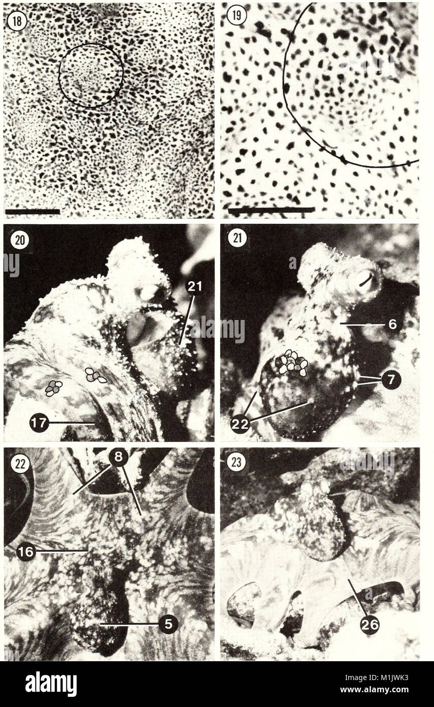 The 1988 edition of the American Malacological Bulletin publishes ...