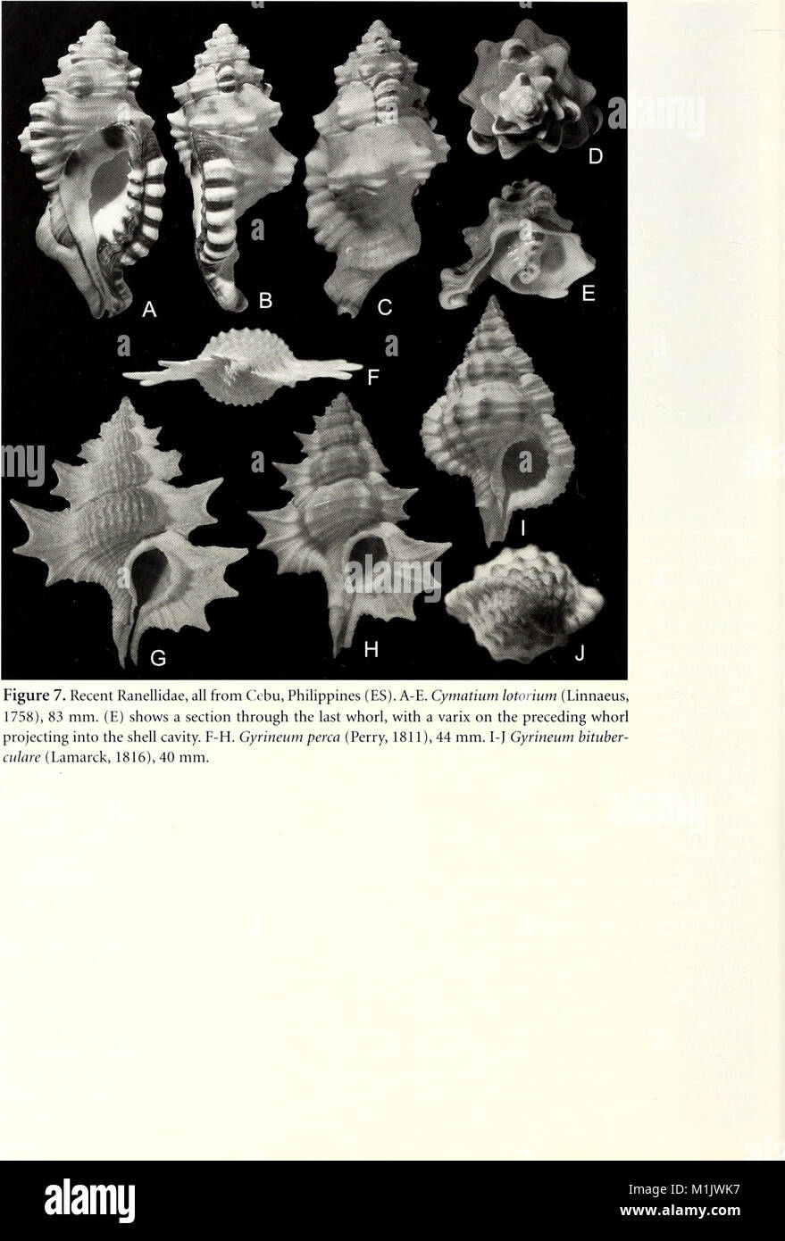 The *American Malacological Bulletin* (2001) publishes research on ...