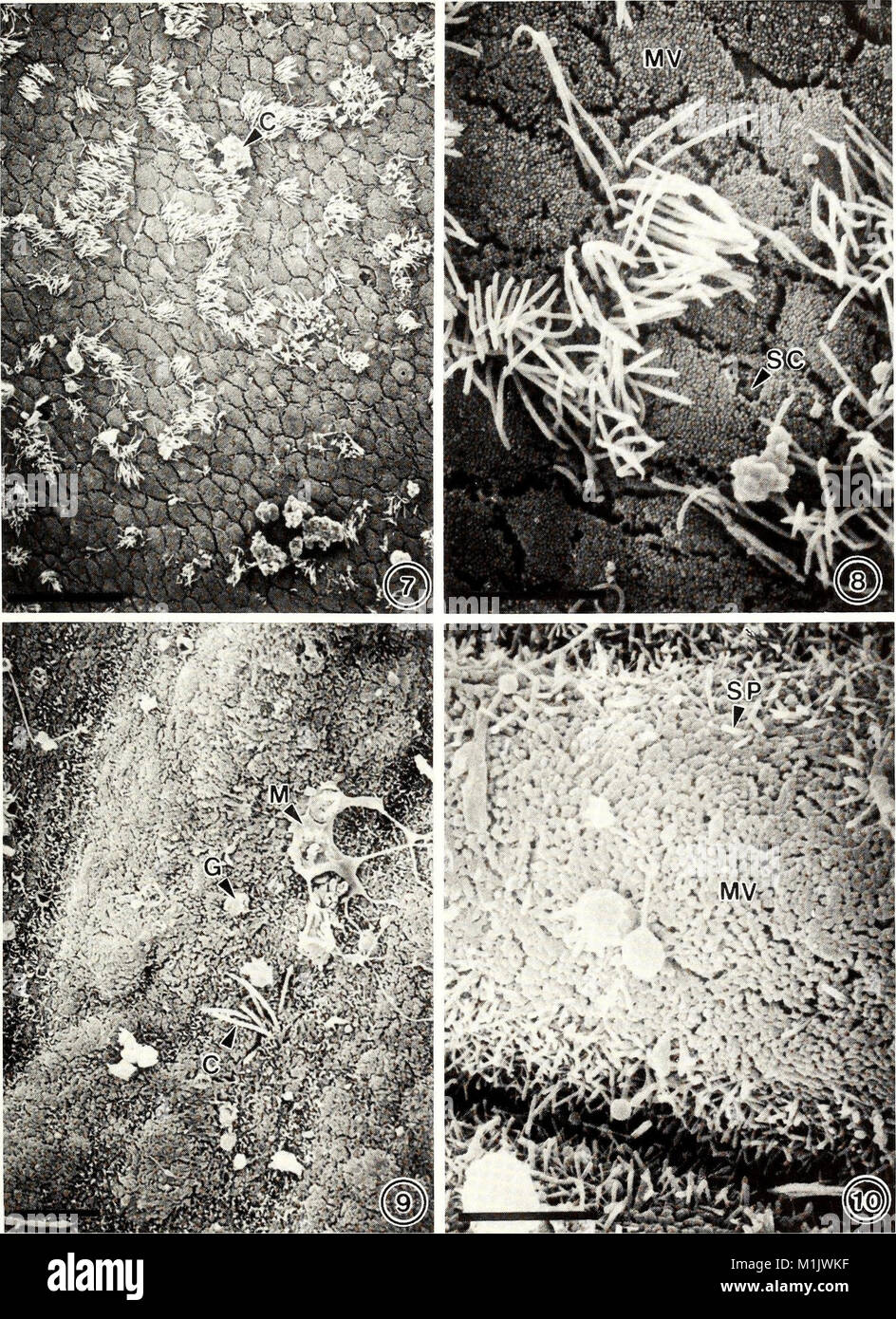 The American Malacological Bulletin, published in 1993, focuses on ...