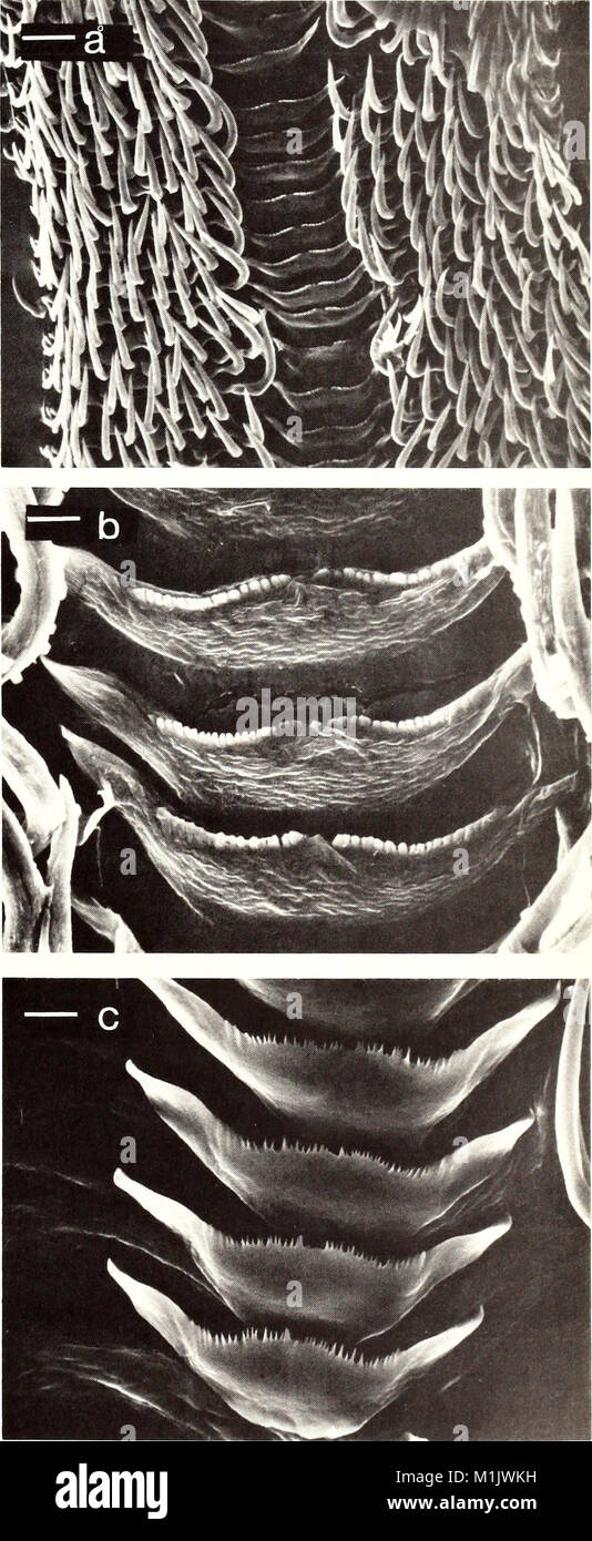The American Malacological Bulletin (1990) publishes research on ...