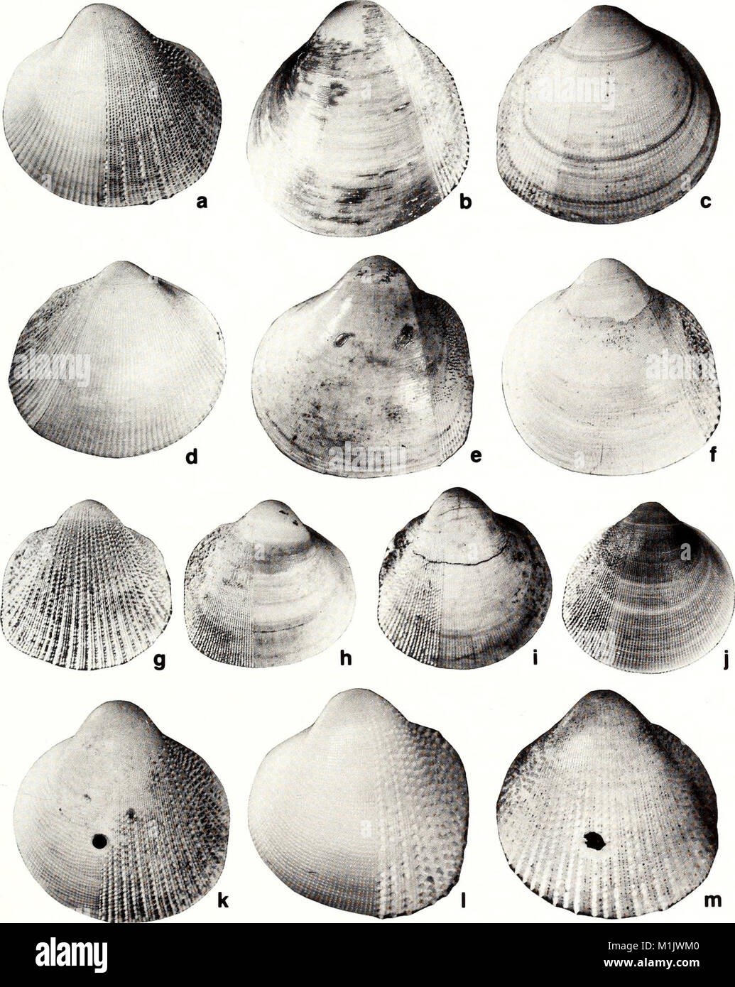 The 1990 American Malacological Bulletin provides scientific research ...