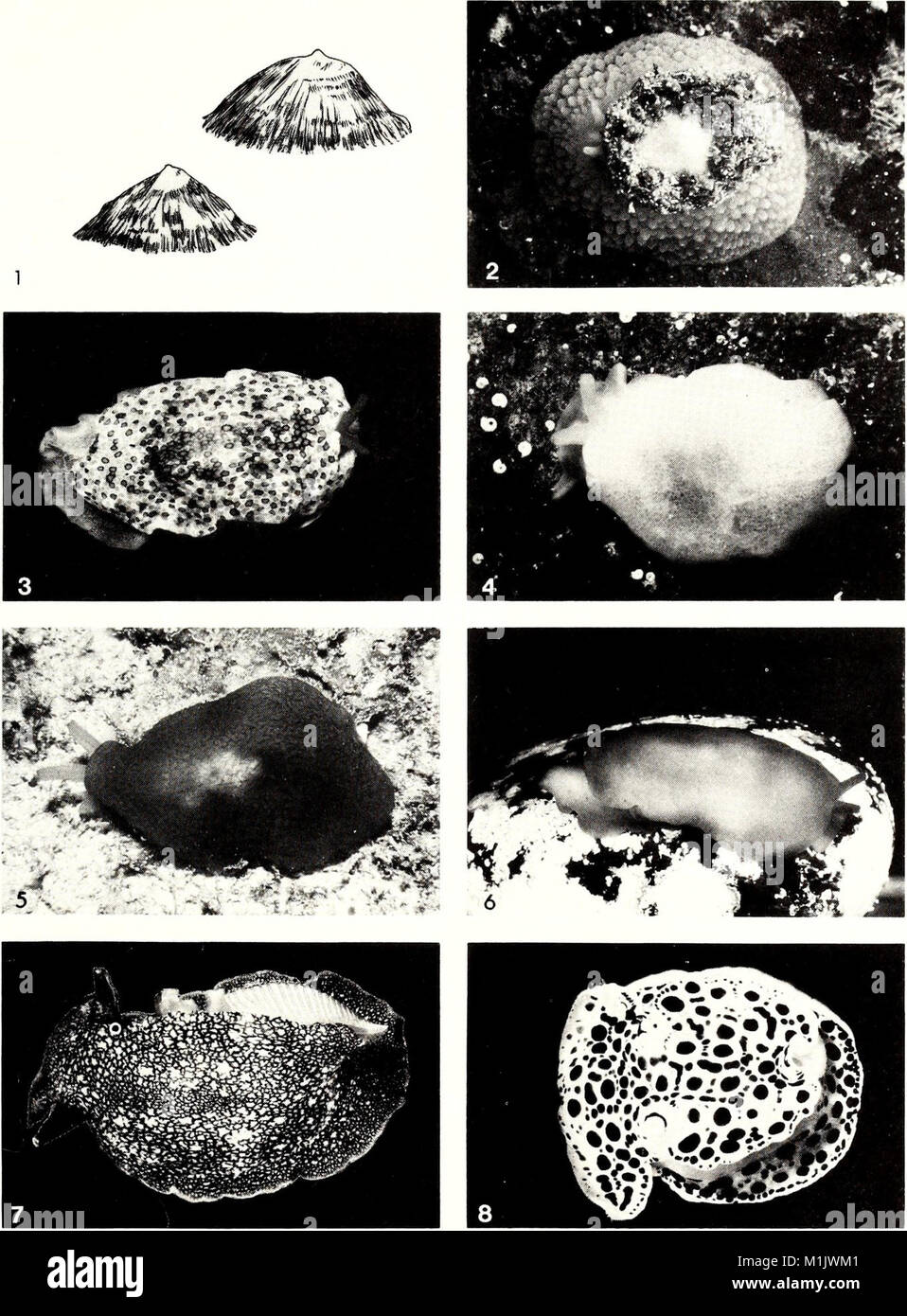The American Malacological Bulletin, published in 1986, focuses on ...