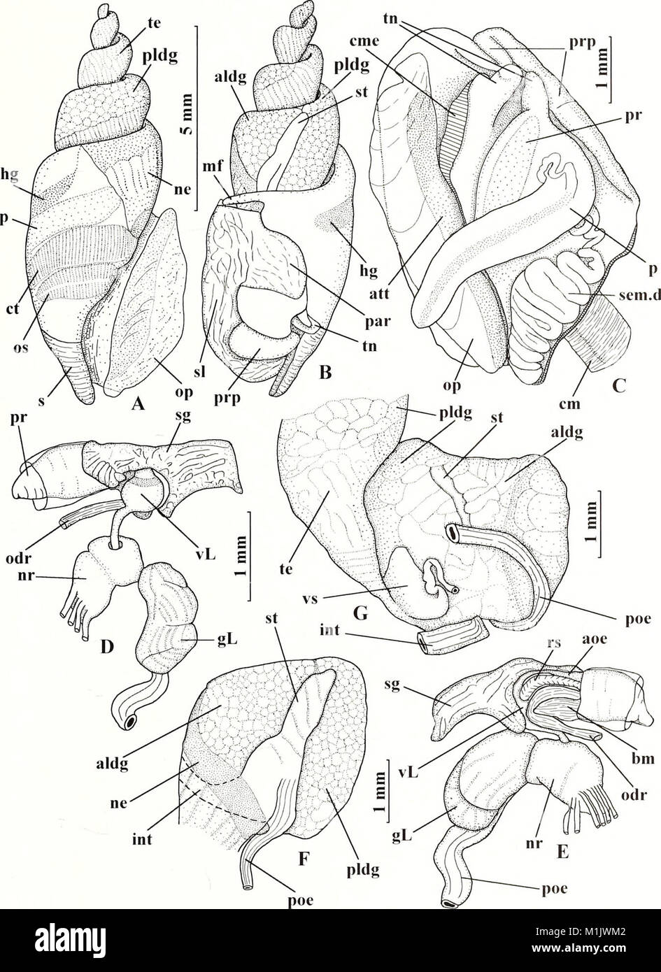Malacological study hi-res stock photography and images - Alamy