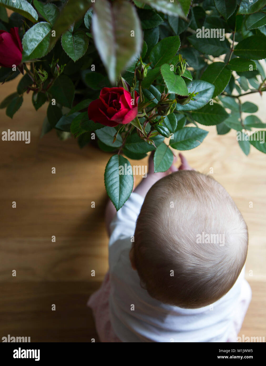 High Angle View of Baby Touching Rose Plant Stock Photo