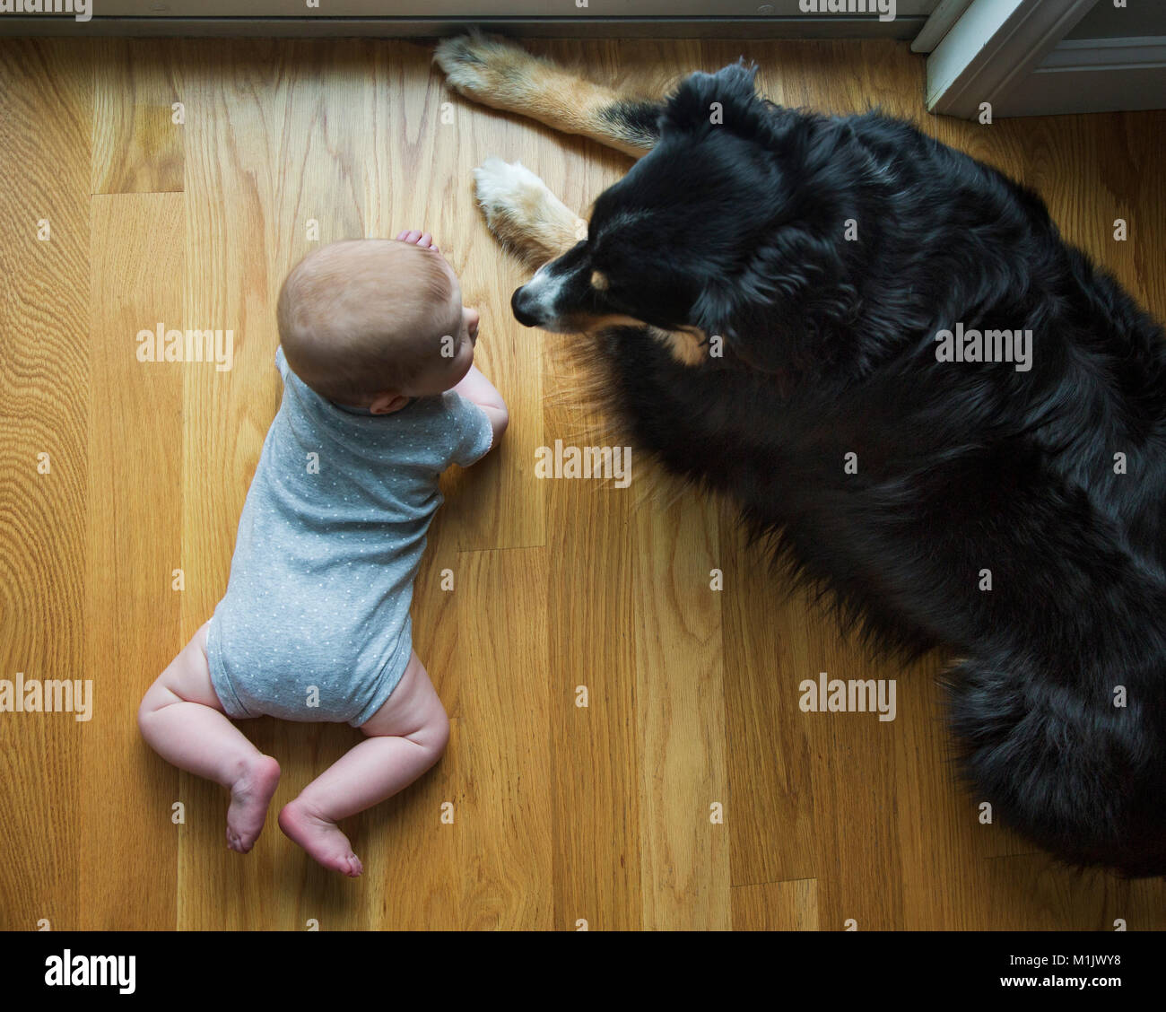 High Angle View of Baby and Dog Looking at Each Other while Laying on Wood Floor Stock Photo