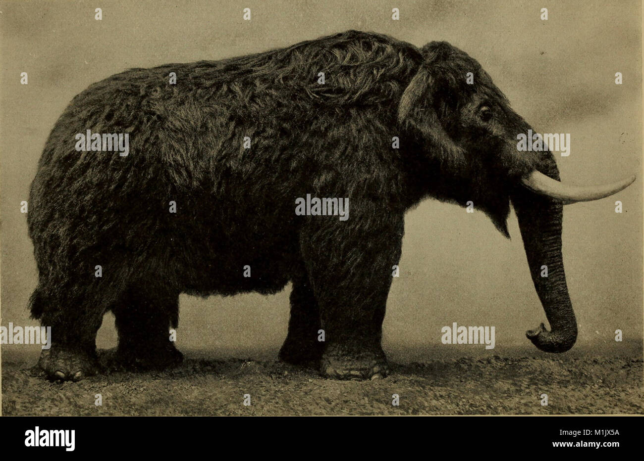 Diversity of ancient creatures hi-res stock photography and images - Alamy