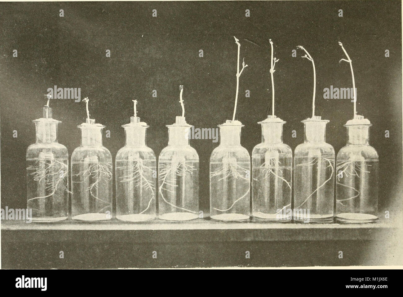 Annales de microbiologie (1915) (17582307594) Stock Photo