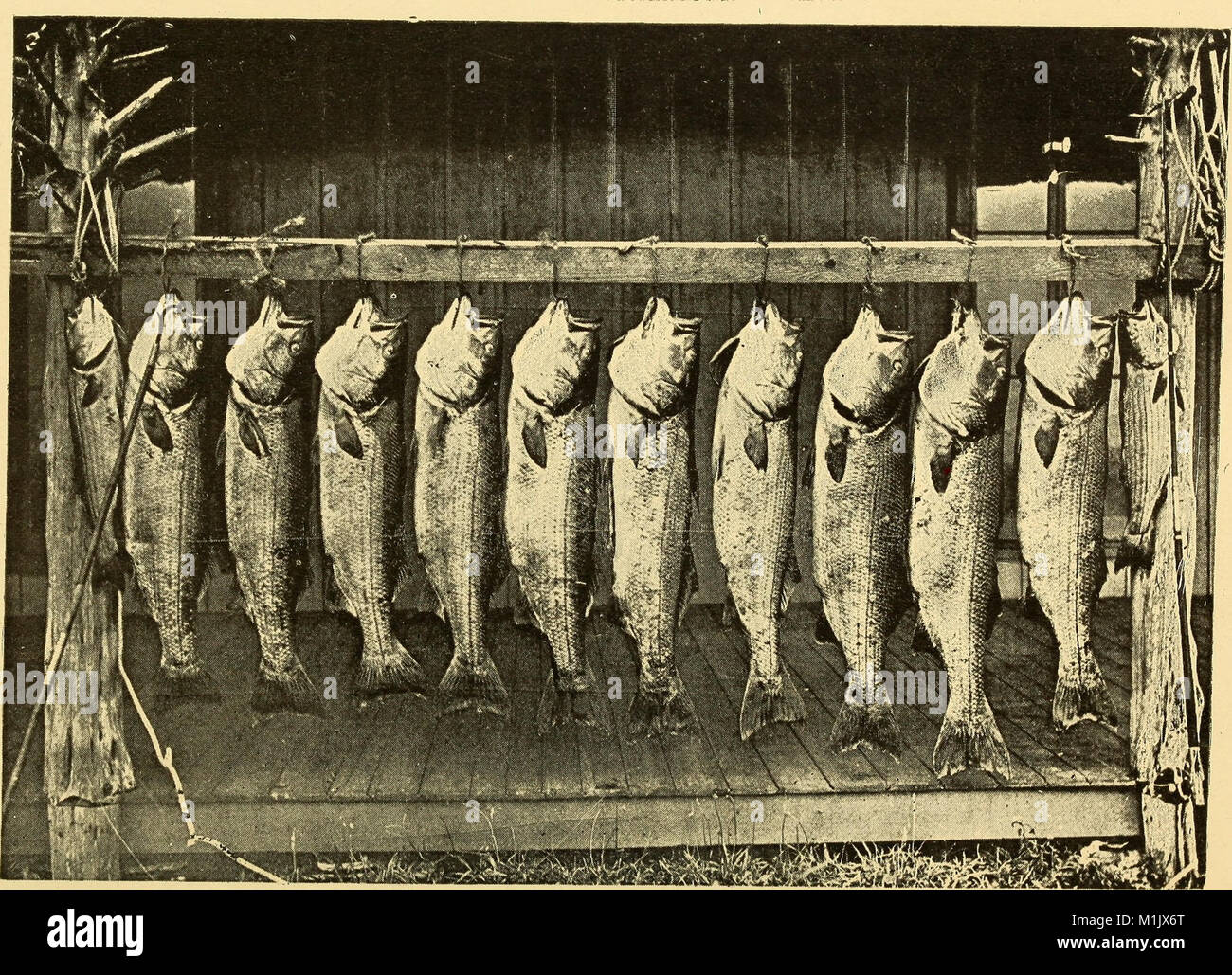 'American Fishes' (1888) provides a comprehensive guide to the game and ...