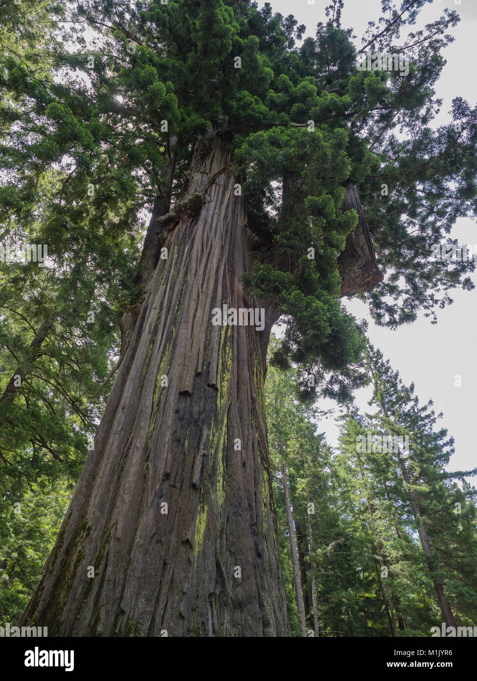 Chandelier Tree Avenue of Giants Stock Photo Alamy