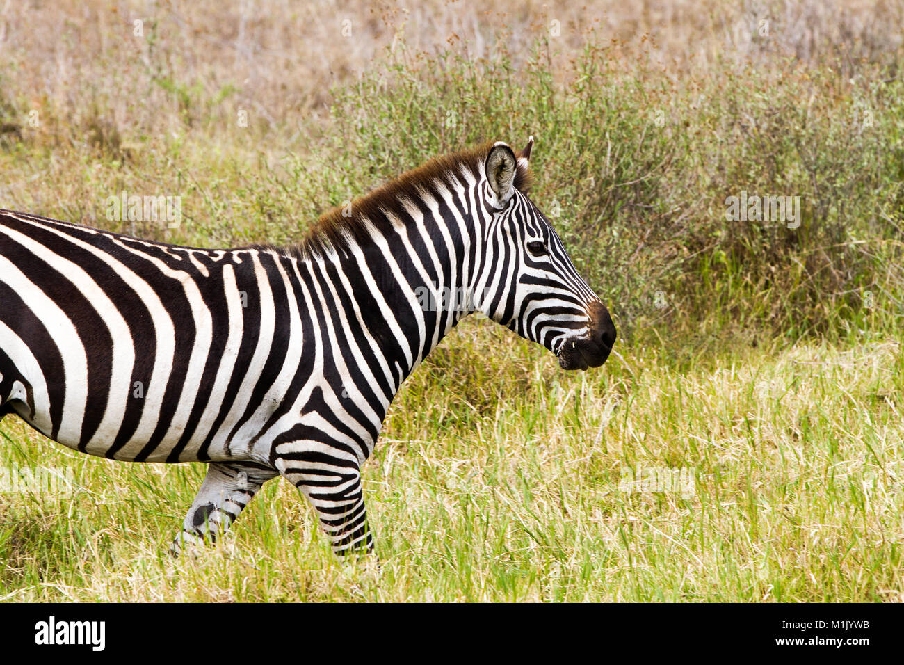 Small herd mountain zebra hi-res stock photography and images - Alamy