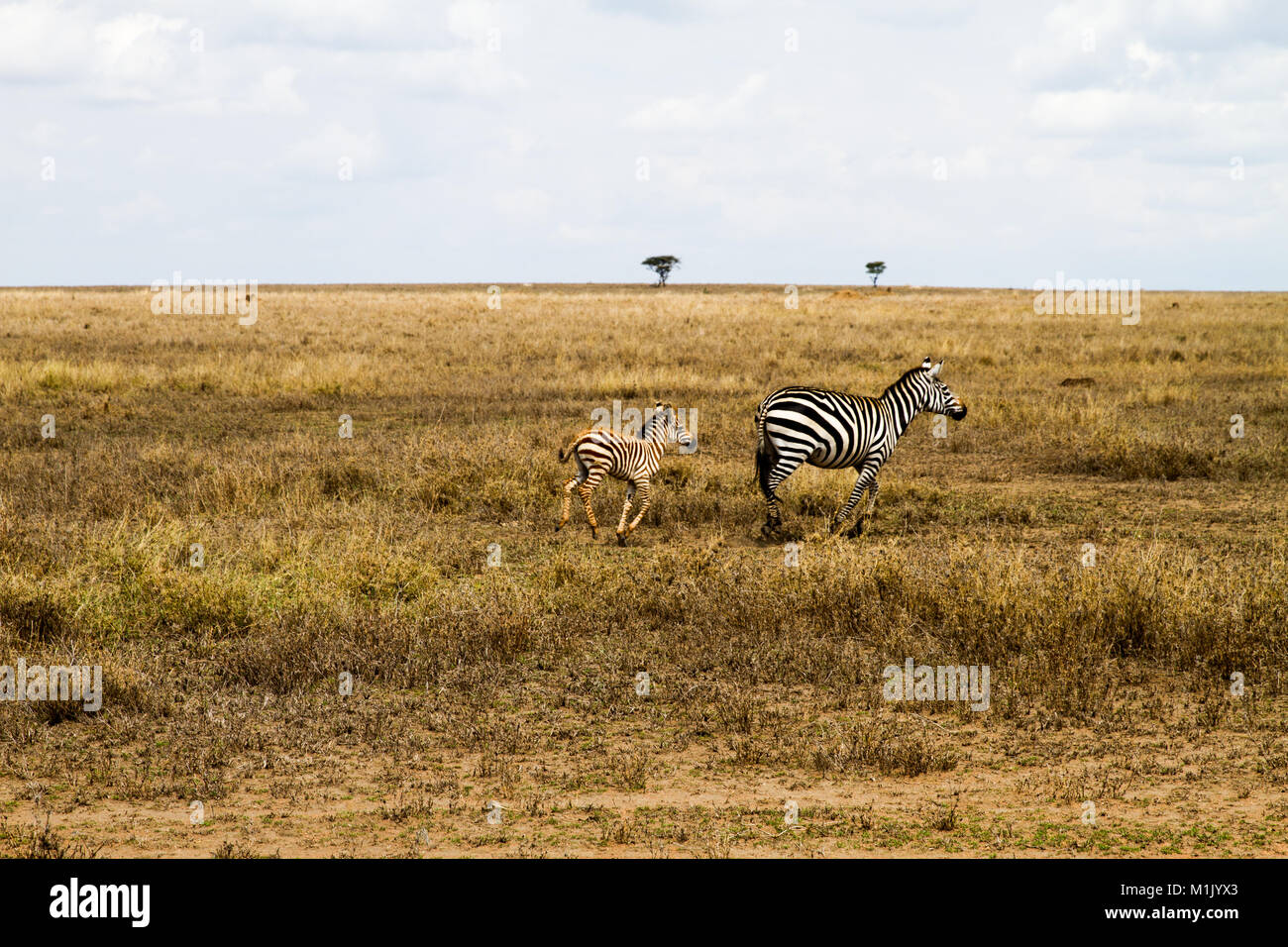 Zebra species of African equids (horse family) united by their ...