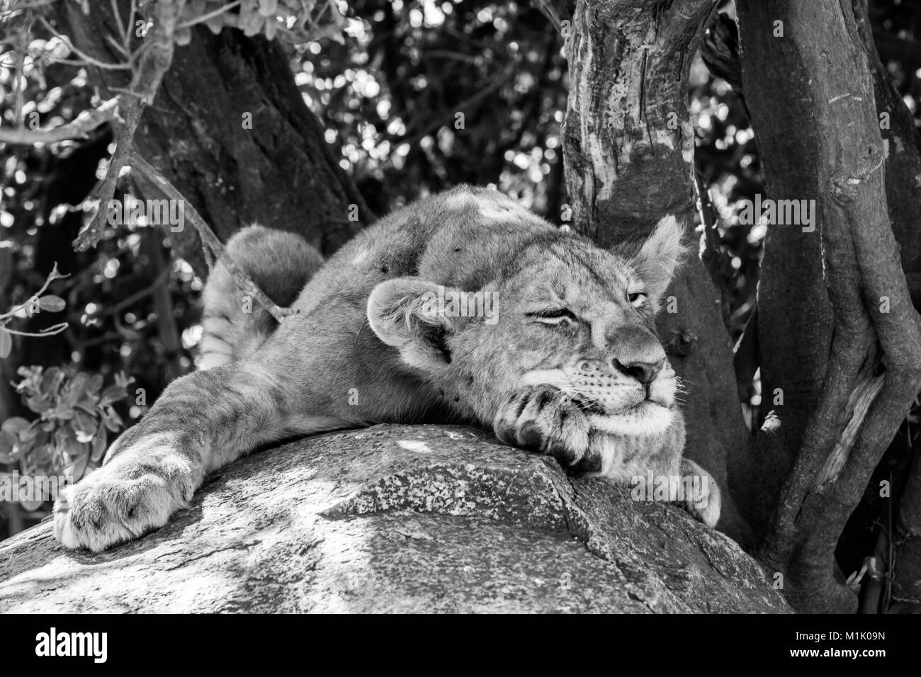 Southern African lion cubs (Panthera leo), species in the family