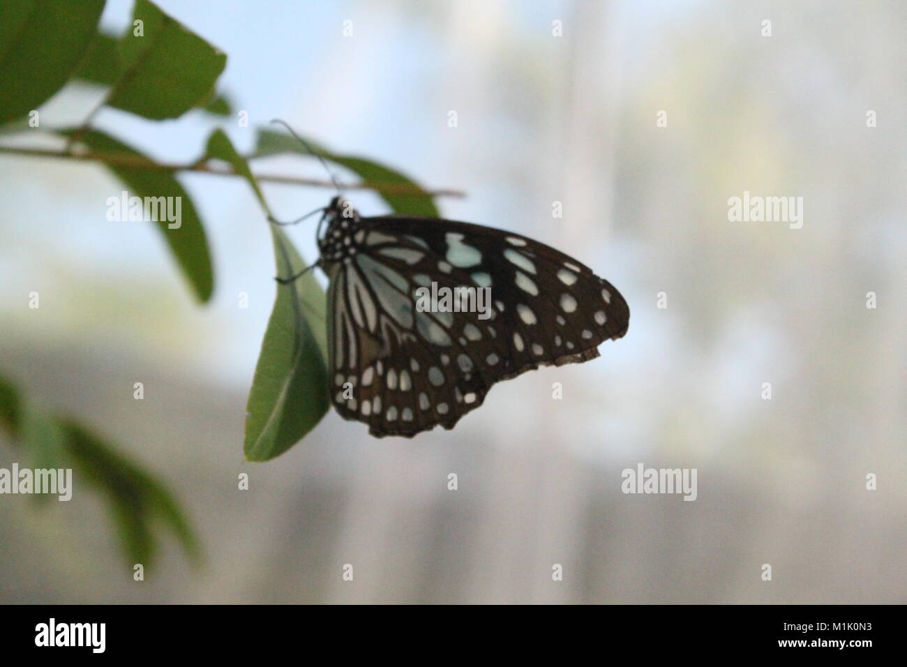 the beauty of westerm australia Stock Photo