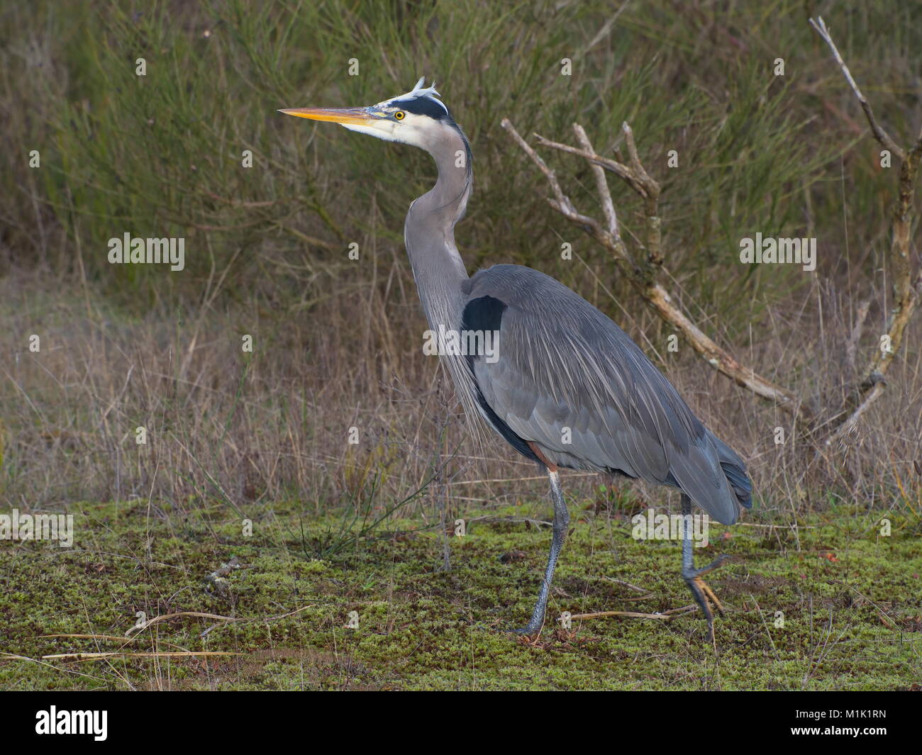 Great blue heron (Ardea herodias) standing. Good detail Stock Photo Alamy