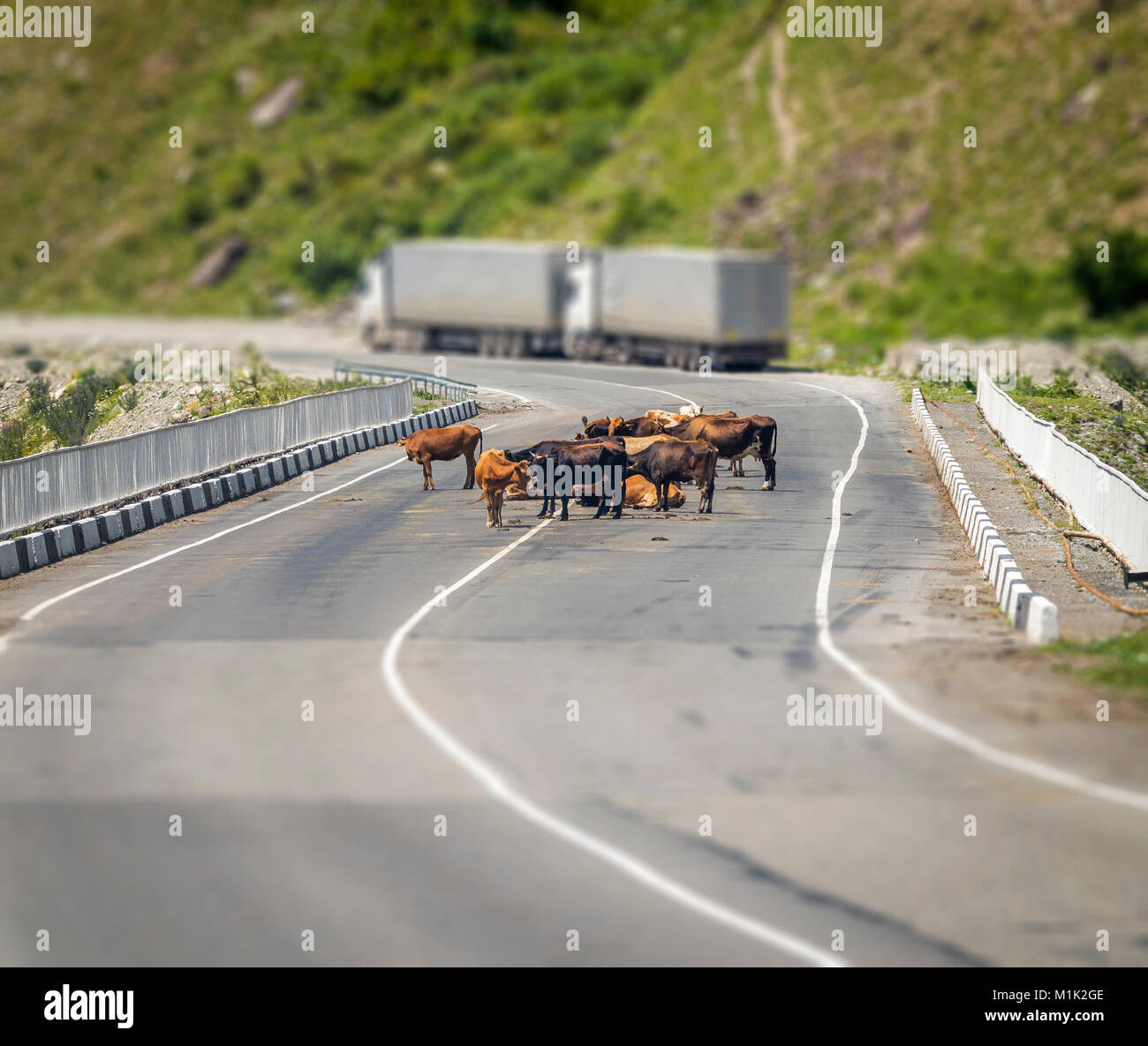 A Herd Of Cows Lie In The Middle Of The Road Stock Photo Alamy