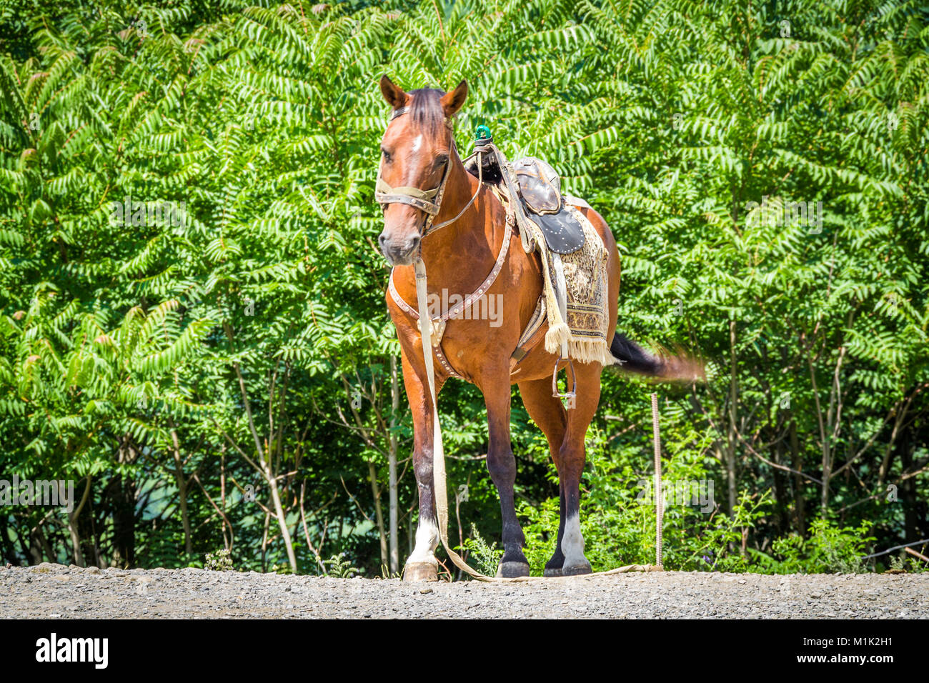 Horse without a rider hires stock photography and images Alamy