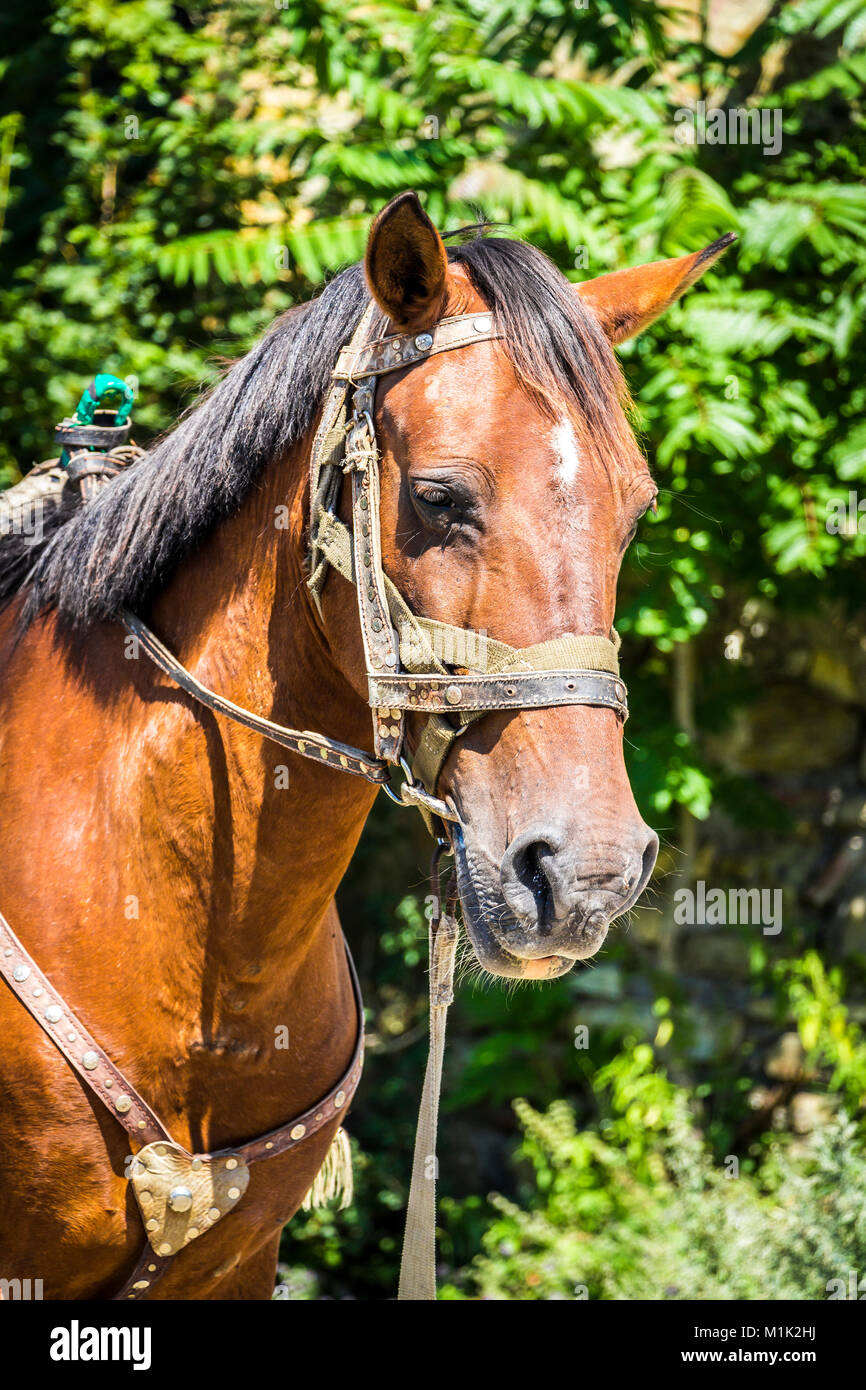 Horse Without Rider Stock Photos & Horse Without Rider Stock Images Alamy