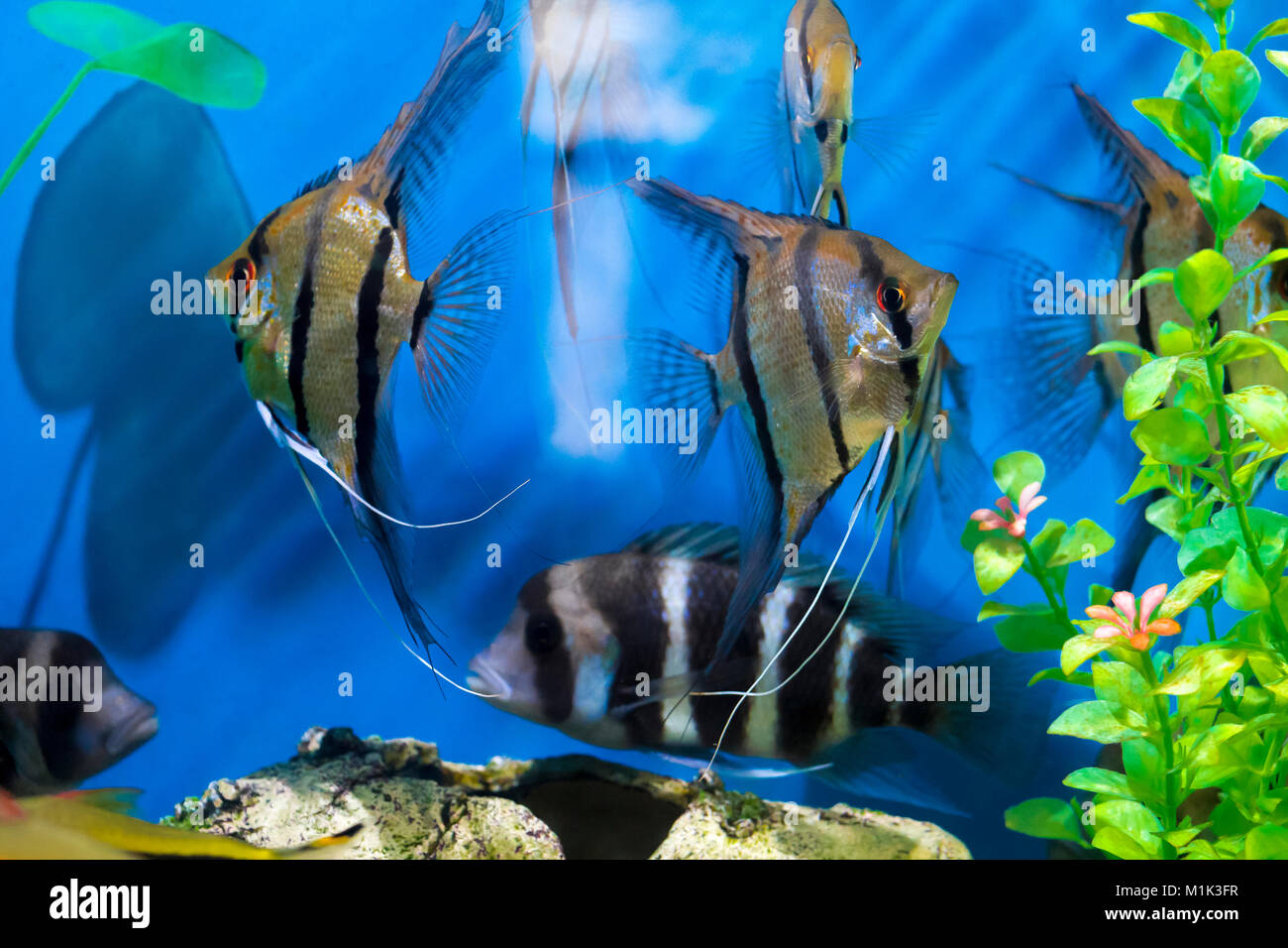 Decorative fishes in a small beautiful aquarium Stock Photo - Alamy