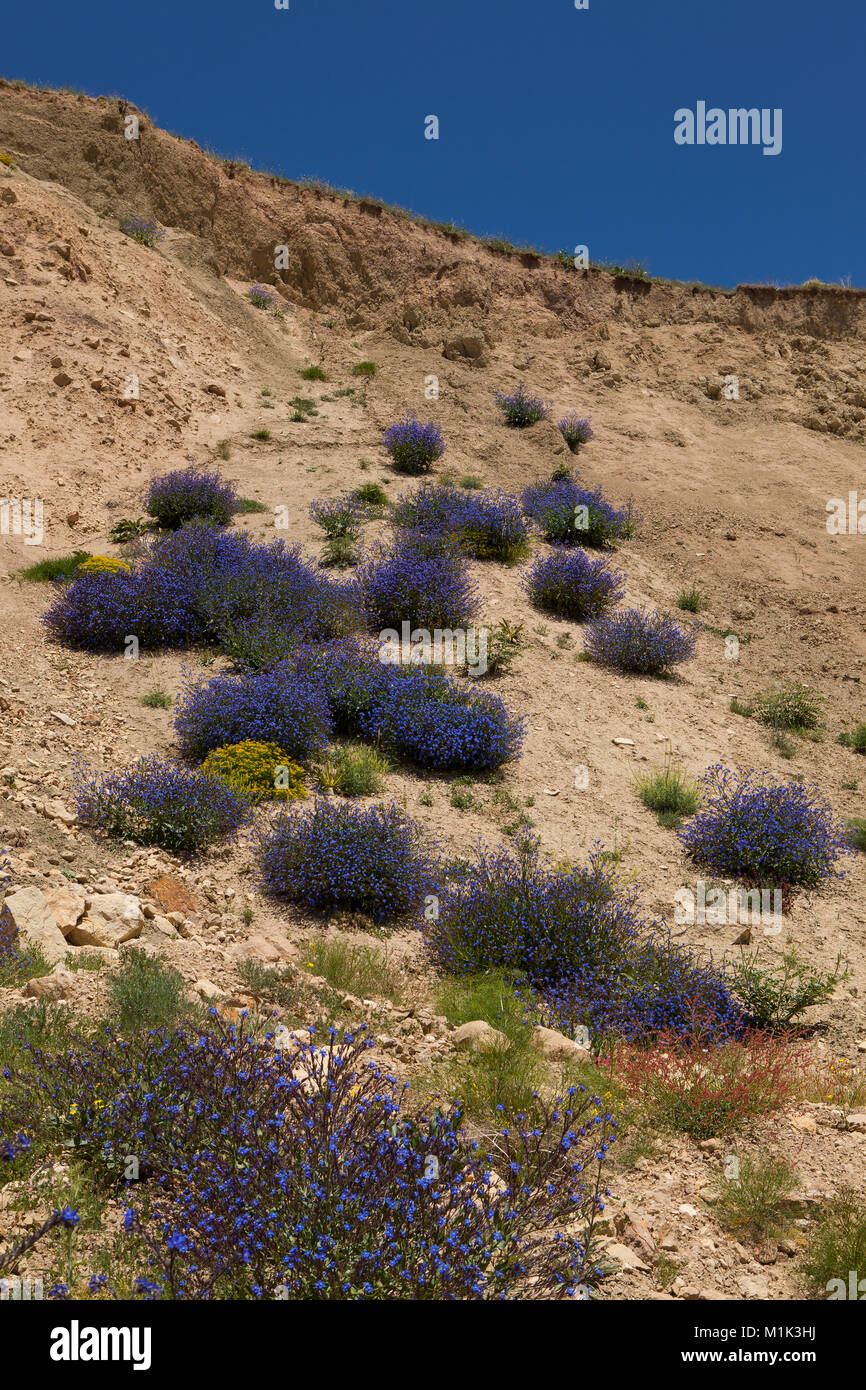 Spring scenery wild flowers field hi-res stock photography and images ...