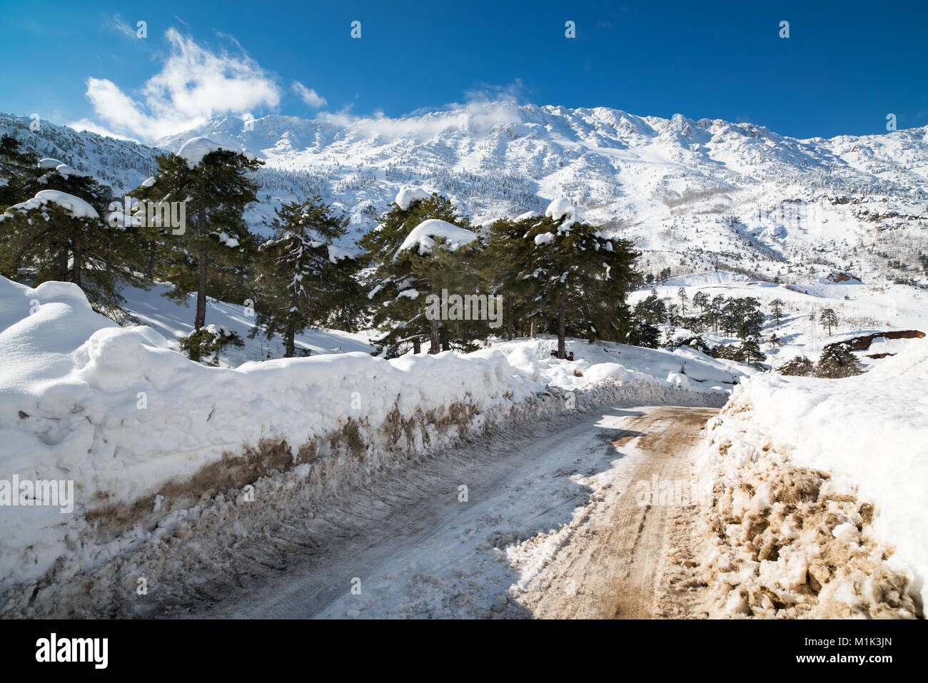 winter road and snow with landscape of trees with frost Stock Photo - Alamy