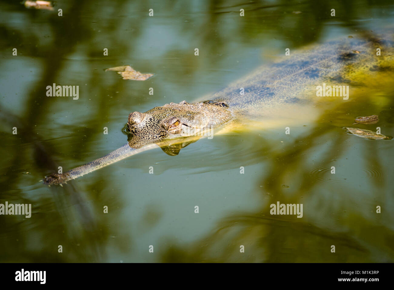 Gharial crocodile in water in Rajkot, India Stock Photo