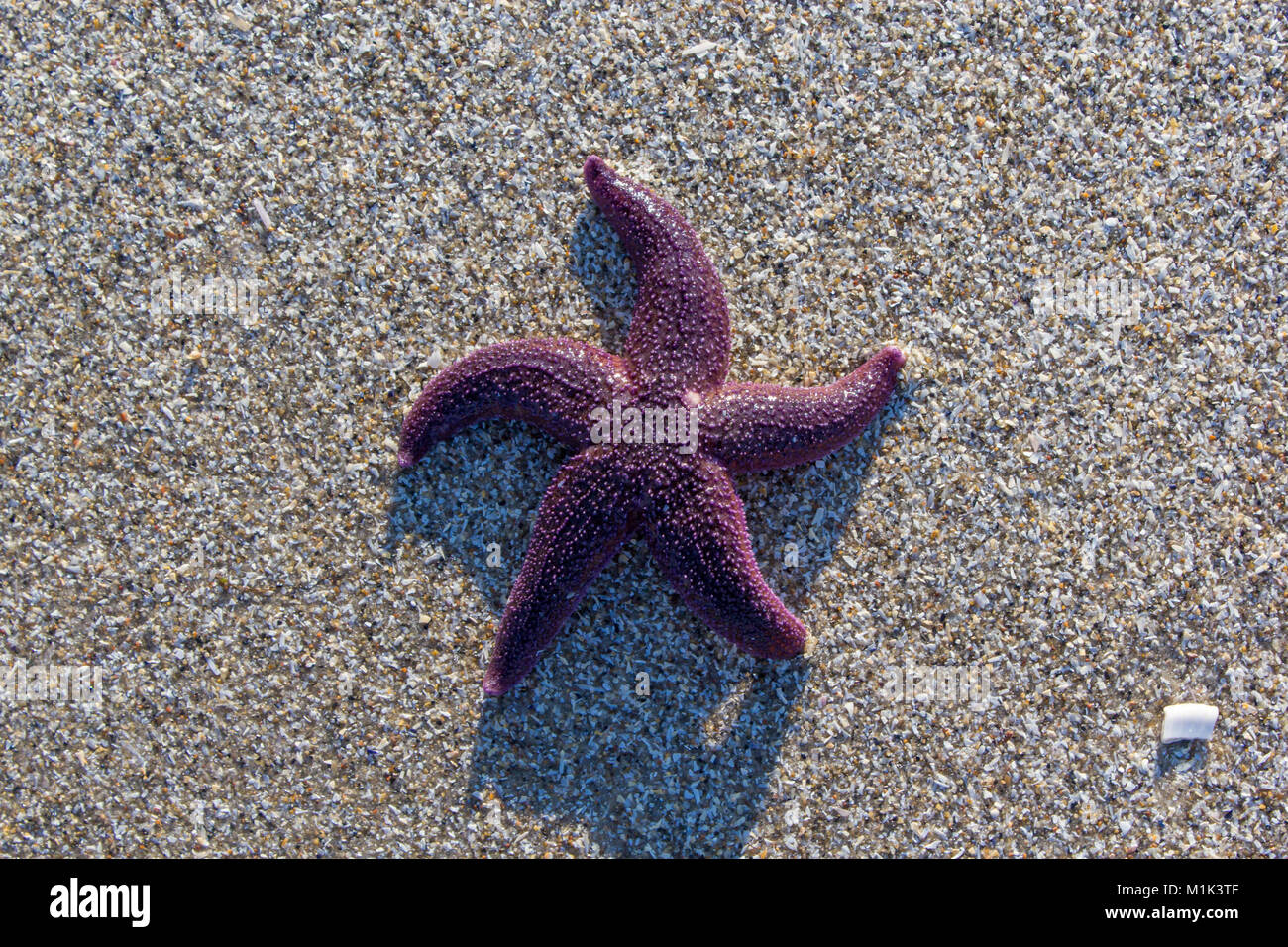 Common starfish on sand beach; Denmark Stock Photo