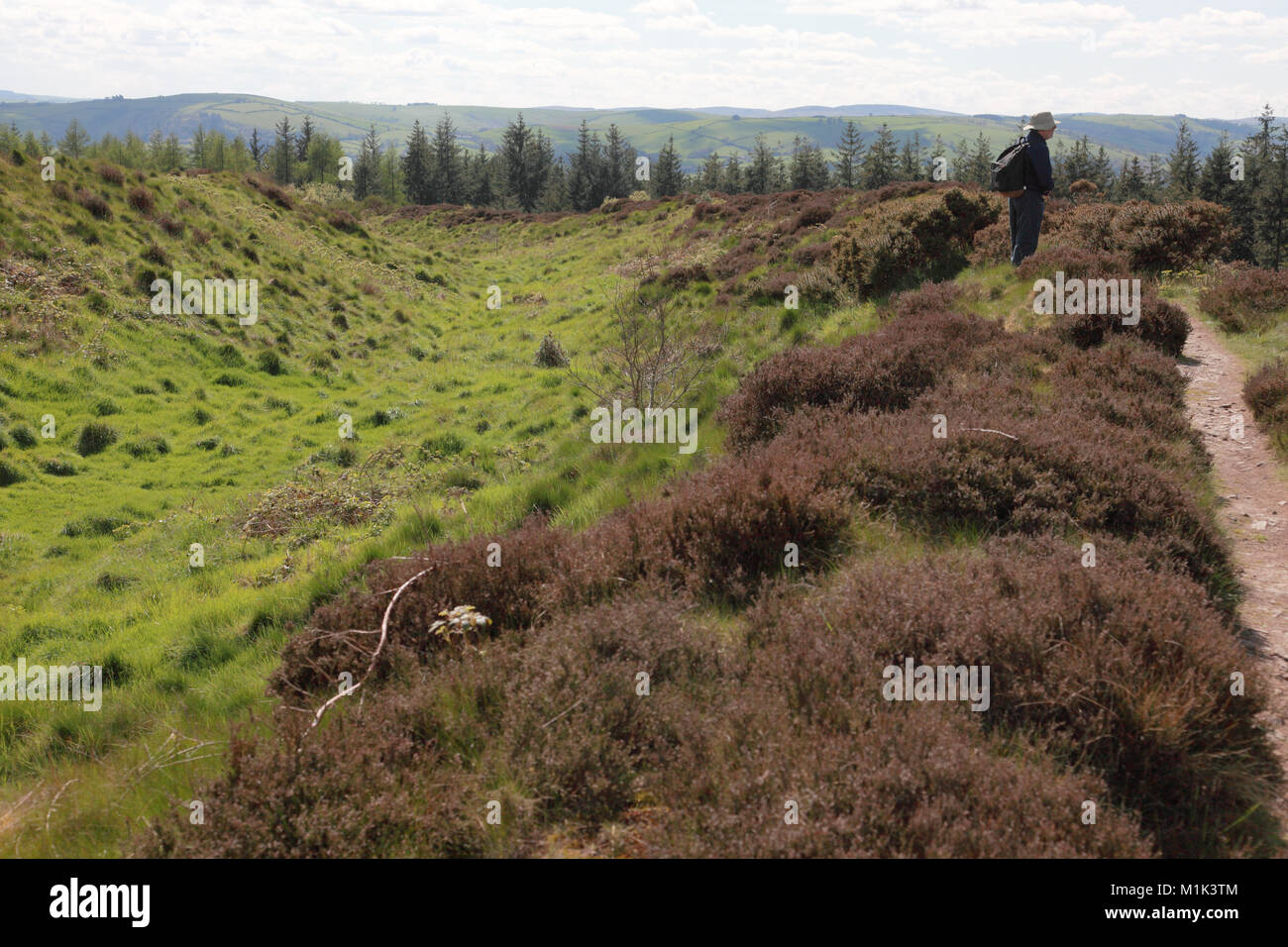 Bury Ditches Iron Age Hill Fort in Shropshire showing one of the ditches with a rampart bank on the right and the left Stock Photo