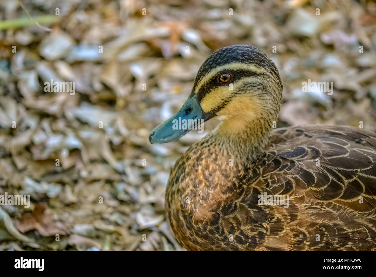 Duck eye close up hires stock photography and images Alamy