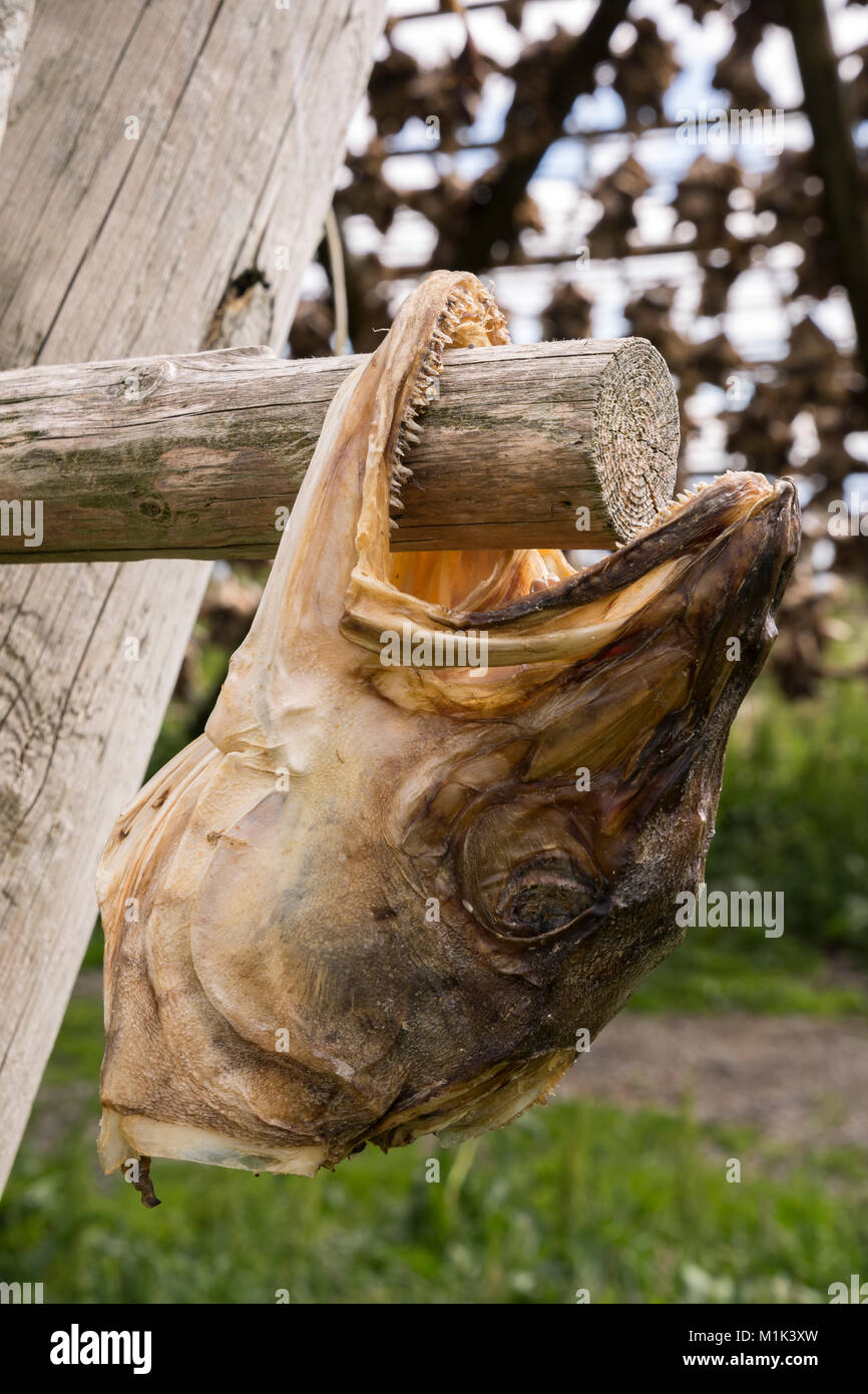 Fish head drying racks hi-res stock photography and images - Alamy