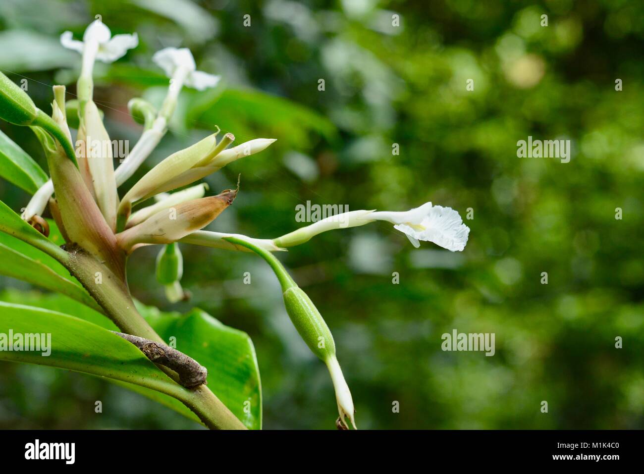 White native ginger flowers (Alpinia caerulea), Paluma, Queensland, Australia Stock Photo