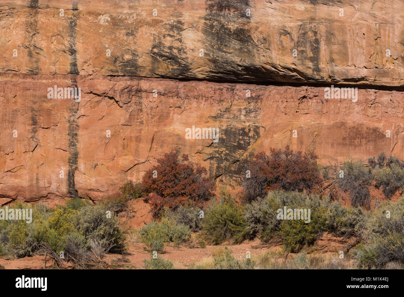 Desert shrubs in Salt Creek Canyon in The Needles District of Canyonlands National Park, Utah, USA Stock Photo