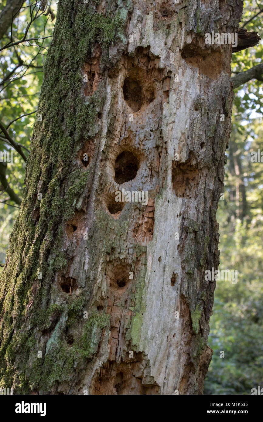 Tree trunk with feeding marks of woodpecker, Hungary Stock Photo