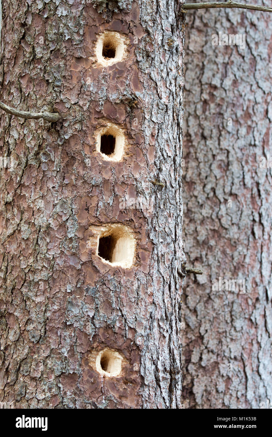 Tree trunk with feeding marks of Black woodpecker (Dryocopus martius), Schwaz, Tyrol, Austria Stock Photo