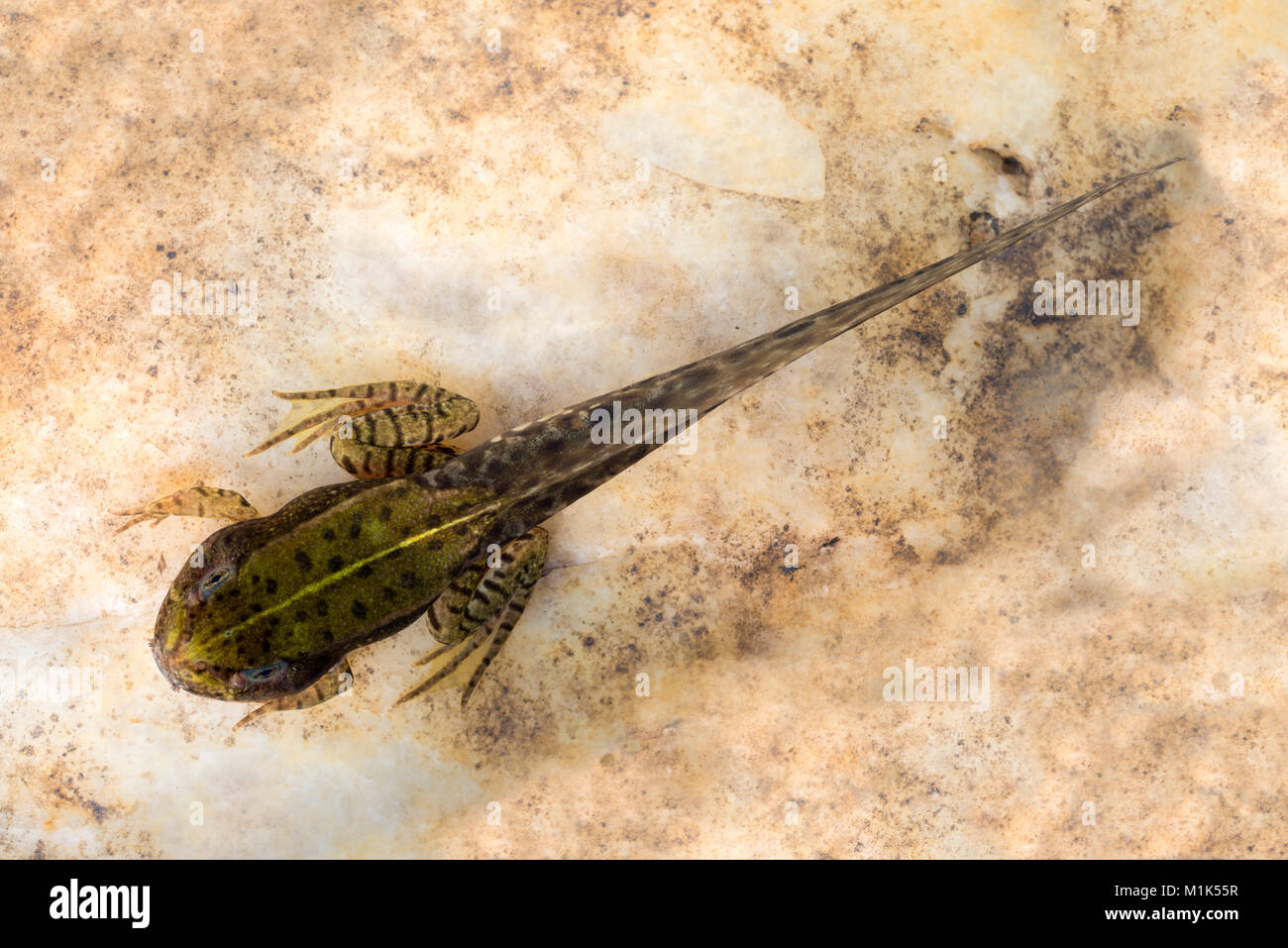Common spadefoot (Pelobates fuscus), larva, tadpole, Austria Stock Photo