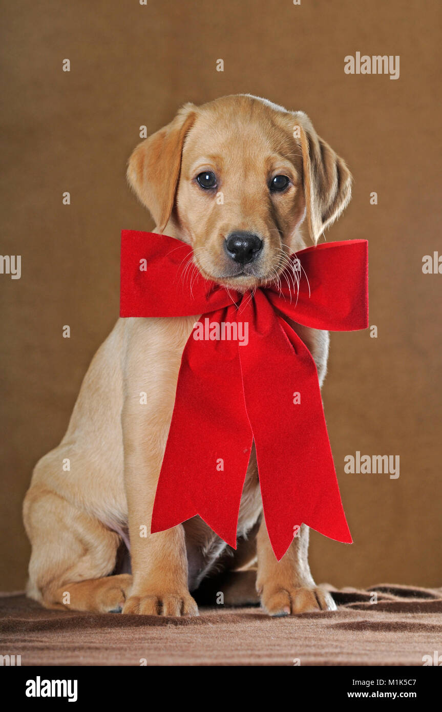 Labrador Retriever, puppy, 9 weeks, with red ribbon, studio shot Stock Photo