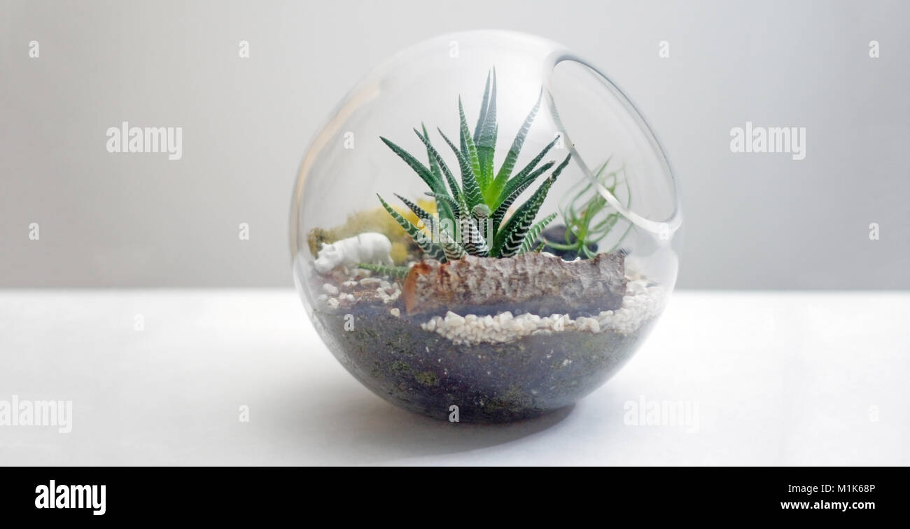 Terrarium isolated on table against gray background Stock Photo