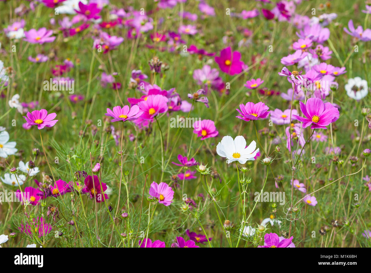 Common cosmos (Cosmos bipinnatus) flowers field, Riverside Park