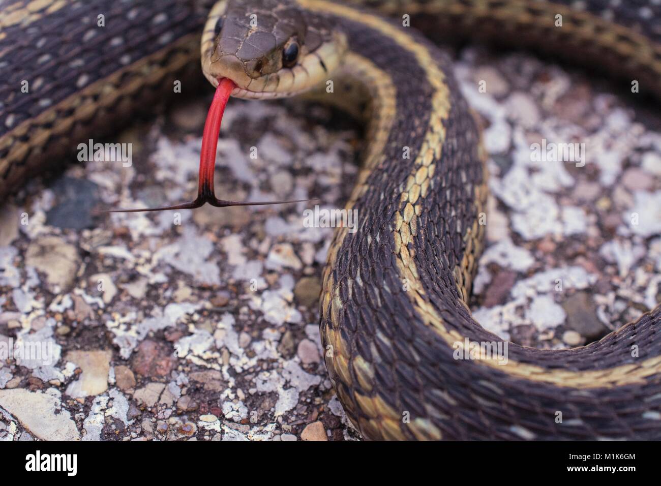 Garter snake with it's split tongue sticking out. Class Reptilia, Order Squamata, Suborder Serpentes, Family Colubridae, Species T. Sirtalis Stock Photo