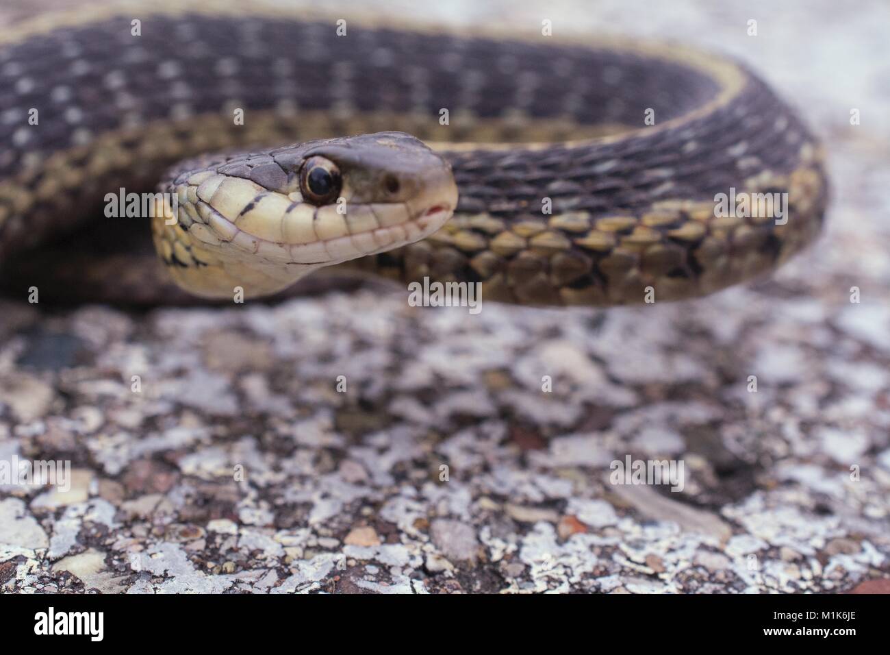 Garter snake with it's split tongue sticking out. Class Reptilia, Order Squamata, Suborder Serpentes, Family Colubridae, Species T. Sirtalis Stock Photo