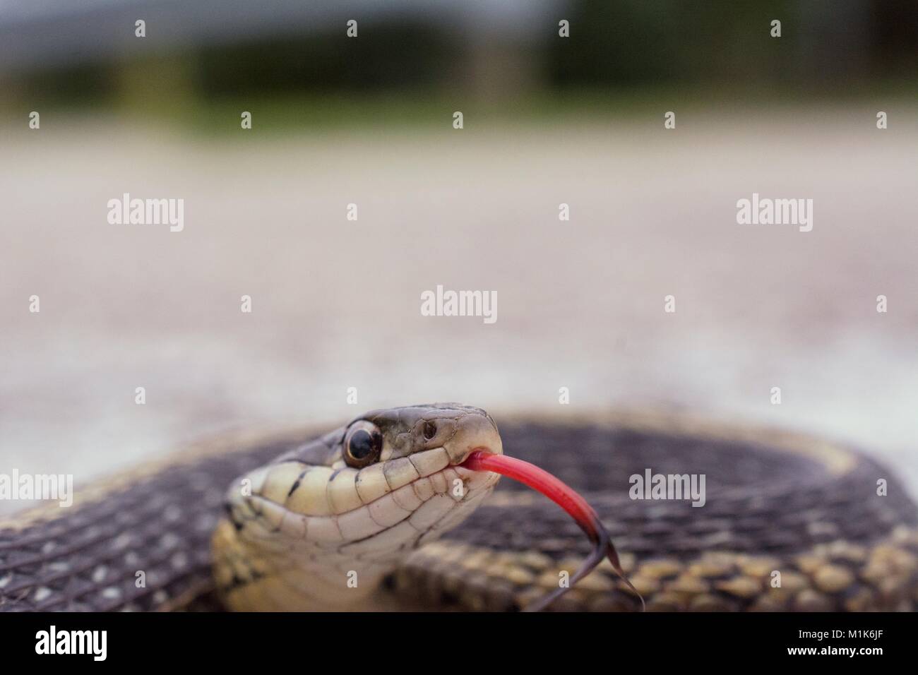 Garter snake with it's split tongue sticking out. Class Reptilia, Order Squamata, Suborder Serpentes, Family Colubridae, Species T. Sirtalis Stock Photo