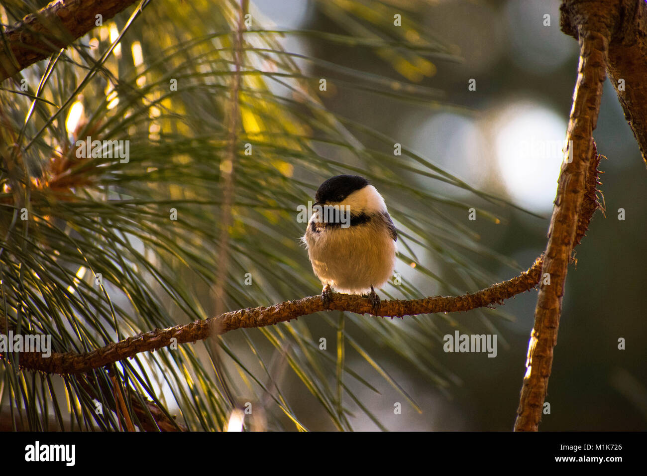 Black Capped Chickadee Stock Photo - Alamy