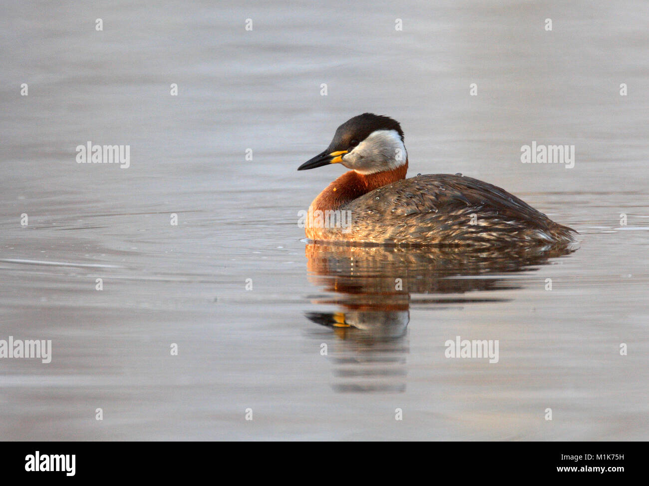 Single Red-necked Grebe bird swimming on water surface of wetlands ...