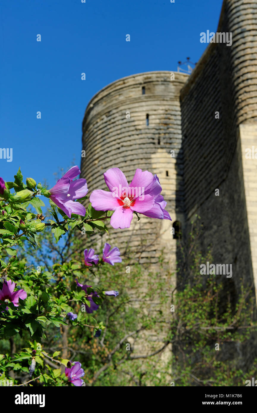 Flowers in front of the Maiden Tower, Baku (or Qız Qalası), Azerbaijan 2010 Stock Photo Alamy