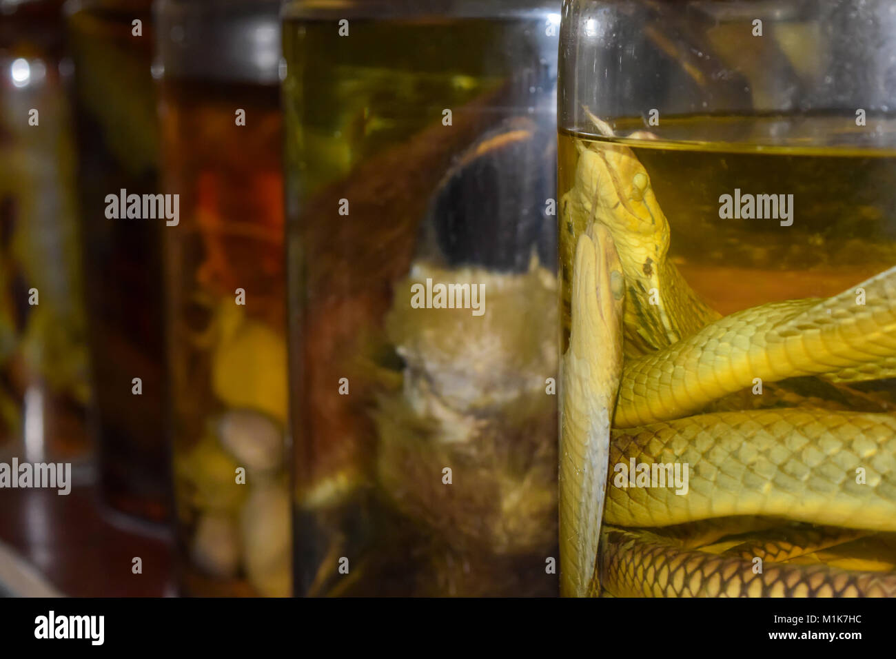 Snakes in alcohol jar. Animals held in jars with alcohol, ginger and