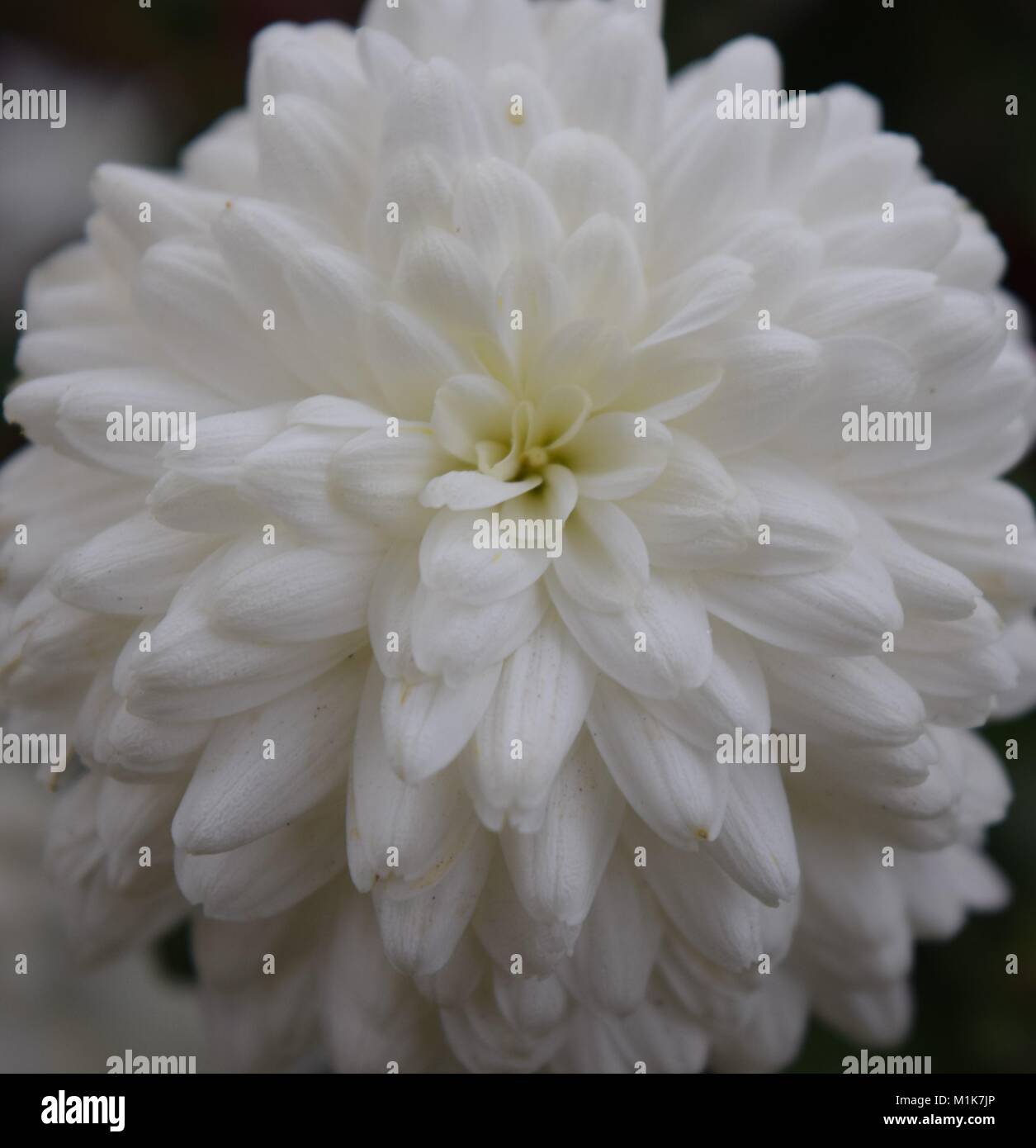 Beautiful White Dahlia Stock Photo
