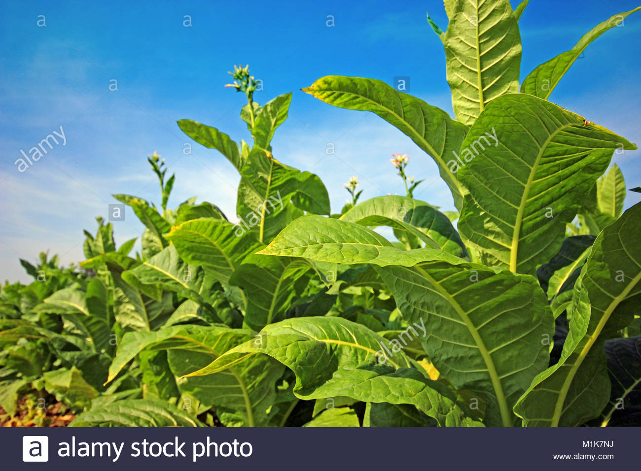 Farmer Harvesting Tobacco Leaves High Resolution Stock Photography and ...
