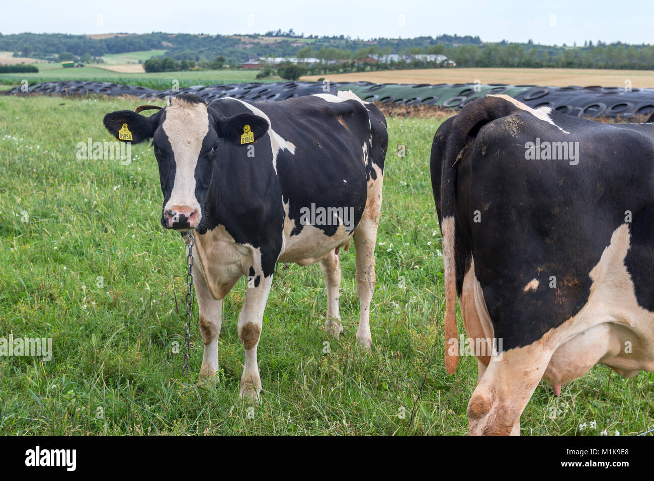 Danish black and white cattle on grass; Fur, Denmark Stock Photo