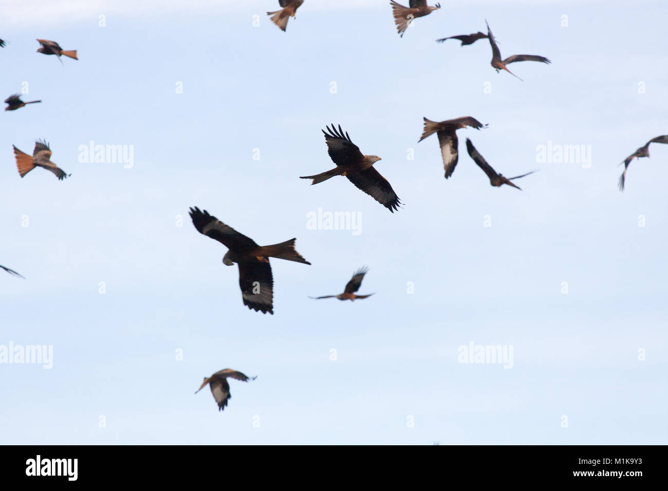Bwlch Nant yr Arian, Wales. Picturesque view of a flock of red kites circling over the Bwlch Nant yr Arian feeding station. Stock Photo